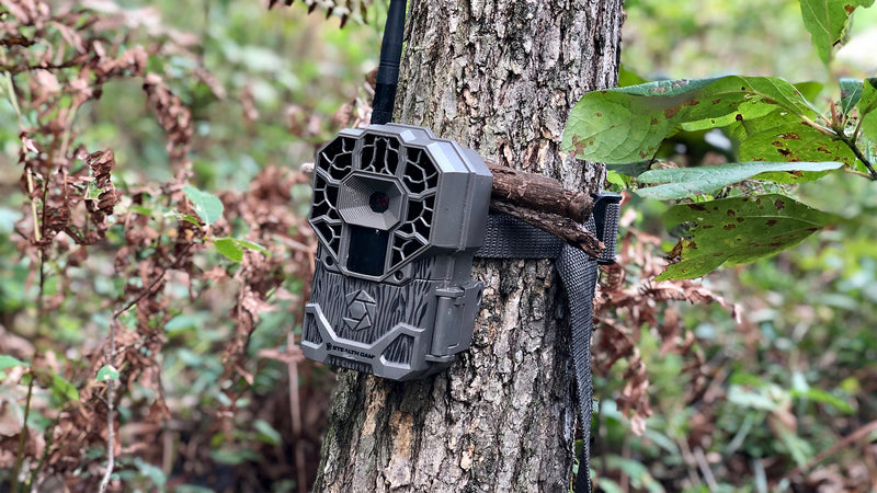 Trail camera set up on a tree.