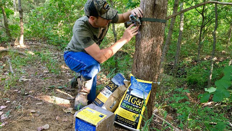 Summer Deer Scouting Strategies with Attractants and Trail Cameras